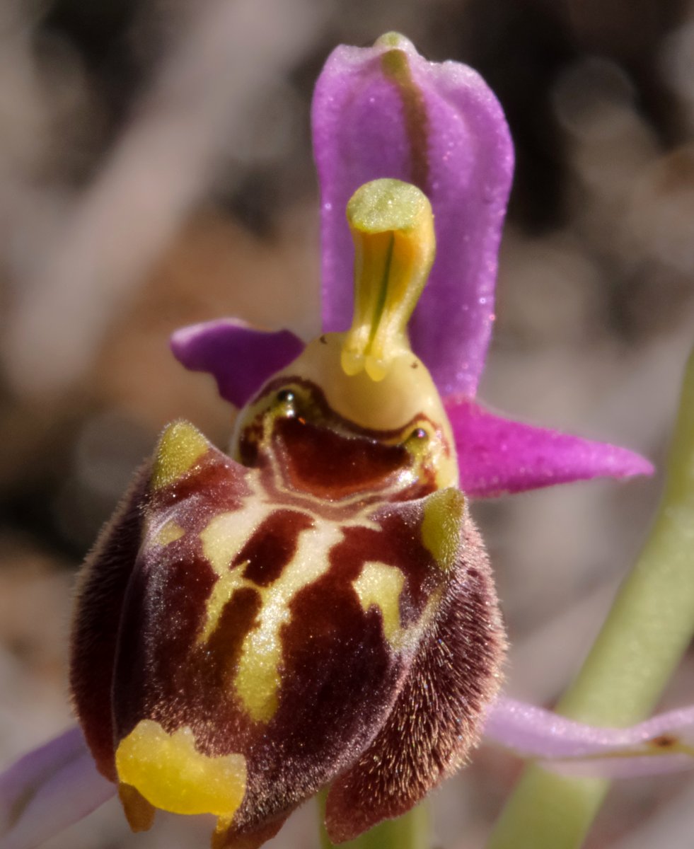 Ultime orchidee per quest''anno - Dalla Grecia con passione